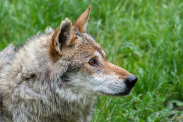 Grey wolf in the grass
