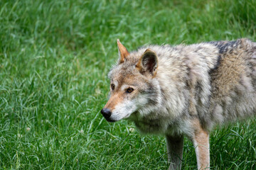 Beautiful and Awesome gray wolf walking on the grass