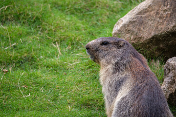 Alpine marmot close-up