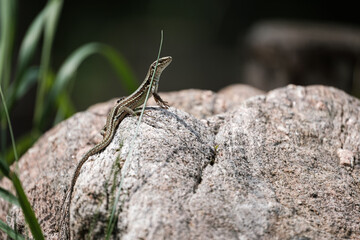 Lizard on a rock
