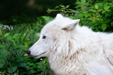 Obraz na płótnie Canvas White wolf portrait on green background