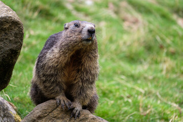 Naklejka na ściany i meble Alpine marmot close-up