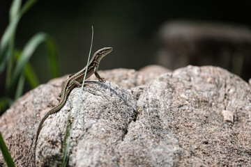 Lizard sunbathing on a stone