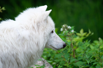 White wolf portrait on natural background