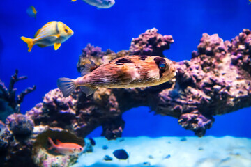 Fototapeta na wymiar hedgehog fish swimming under water in an aquarium