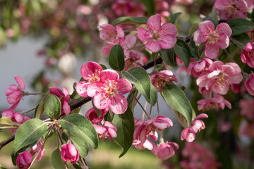 Blooming tree with pink flowers.