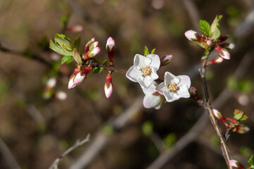 Branch with white flowers. Blooming time in spring season. Floral background