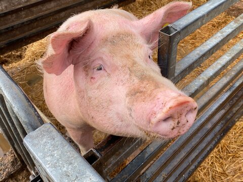 10 058 Best Cochon Images Stock Photos Vectors Adobe Stock