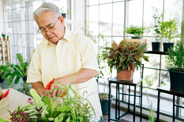 Close-up an Asian retired grandfather loves to take care of the plants in an indoor garden in the house with a smile and happiness. Retirement activities.