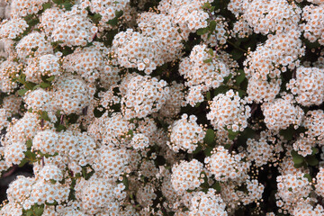 Blooming bush with white flowers. Spring season. Selective focus. Floral background image.