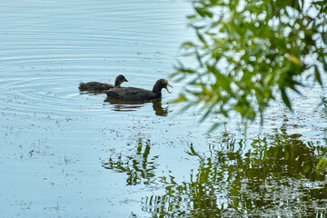 Fulica atra swims on the lake