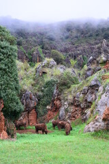 Imágenes del zoo de Cabárceno (Cantábria-España).