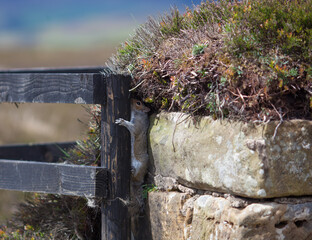 Grey Squirrel Hiding