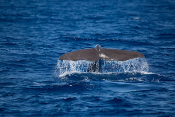 Whale's taile in front of the city Ponta Delgada in the Azores. Whale watching tour.