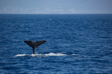 Whale's taile in front of the city Ponta Delgada in the Azores. Whale watching tour.