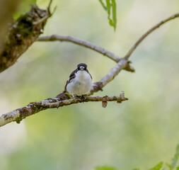 Pied Flycatcher
