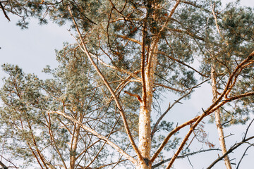 Tall evergreen pines stand against the blue sky. bottom view