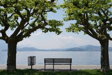 Fototapeta na wymiar Empty bench at lake Zug in city Zug in Switzerland. The bench is placed between two plate trees. Their crowns meet above in the bench.