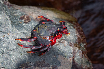 crab on a rock