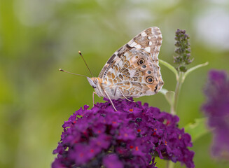 Painted Lady