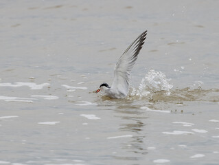 Common Tern Fishing