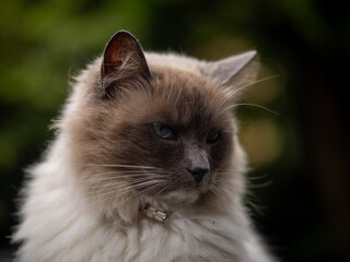 Ragdoll Cat