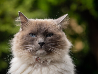 Pet Ragdoll Cat