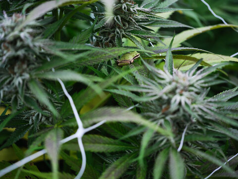 Cannabis Frog