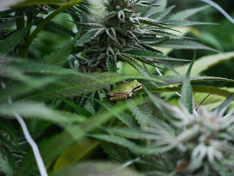 Cannabis Frog