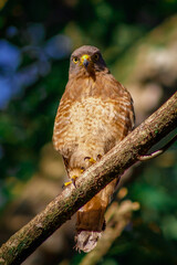 roadside hawk looking at the camara and perched in a branch 