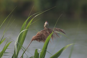 The Sedge Warbler (Acrocephalus Schoenobaenus)