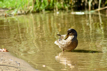 Beautiful duck swims in the lake