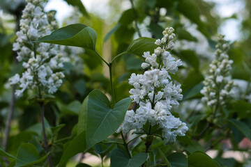 Obraz premium Close-up of a white lilac inflorescence and a young twig with green leaves in the shade and inside a flowering bush on a sunny evening, blurred background.