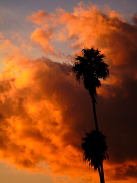 Sunset LA Palms