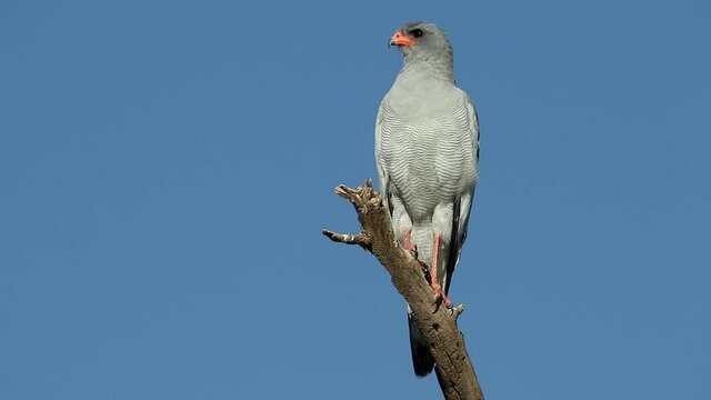 A pale chanting goshawk (Melierax canorus) perched on a branch, South Africa