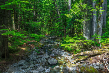 Fototapeta na wymiar Large pebbles in the creek at North cascades national forest