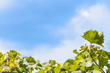 The grape leaves under a blue sky with clouds.