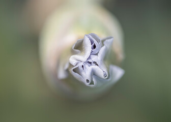 Close up shot of purple flower bud