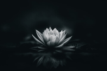 white lotus flower dark background - 443877056