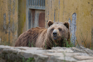 Oso pardo en cautividad en instalaciones deficientes