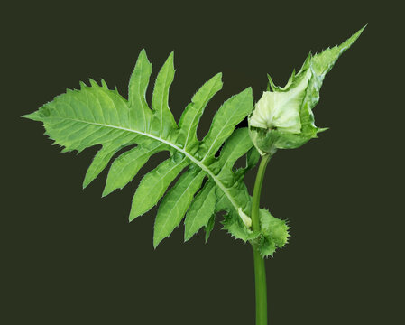 Cabbage thistle with closed flower