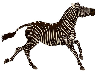 Zebra gallops with its head up. Running striped stallion laid its ears back. Vector clip art for goods with african design. Decoration emblem for wildlife tourism and recreation.