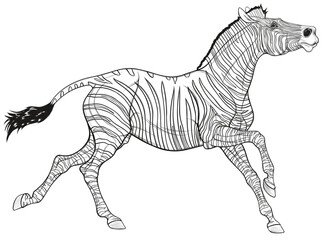 Linear illustration of a zebra galloping with its head up. Running striped stallion laid its ears back. Vector black and white decoration for african goods.