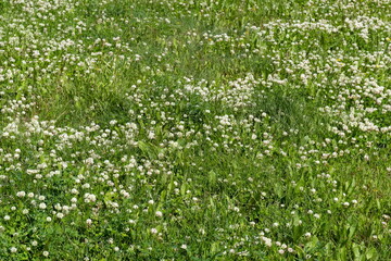 A green flowering meadow with creeping white clover (Trifolium repens) on a sunny summer day.