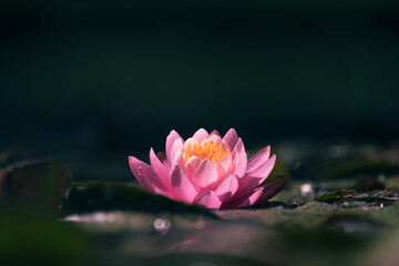 Pink lotus flower in the light