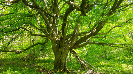 alte Buche Äste verschlungen alt grün stark Baum Baumkrone Krone weit offen flora Pflanze Natur Wald Stamm ausladend Holz hölzern Wachstum Stärke kräftig Eiche Kraftort magisch verwunschen