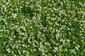 Background of blooming creeping white clover (Latin Trifolium repens) among green grass in summer.