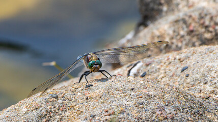 Libelle