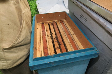 A beekeeper inspects hives and bees in the apiary