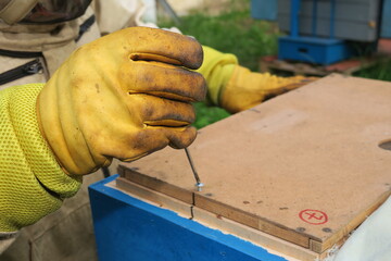 A beekeeper inspects hives and bees in the apiary